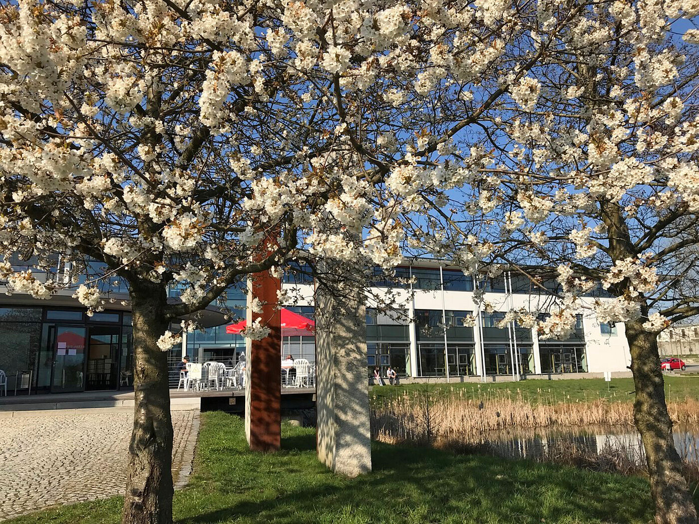 Campus Hof im Frühling, Baum mit Blüten