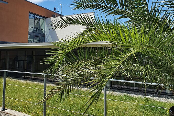 Campus Hof im Sommer mit Palme