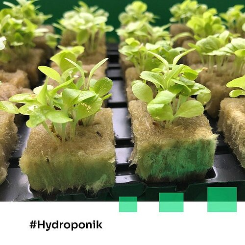 Hydroponik für zuhause – Lebensmittelproduktion nachhaltig leben

Unterstütze unser Forscherteam vom Institut für...